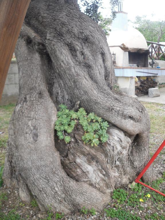קרדדו Appartamento Maremontagna מראה חיצוני תמונה